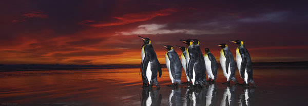 Puzzle Humboldt Edition: King Penguins
