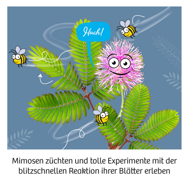 Mitbringexperiment: Mimosen-Garten