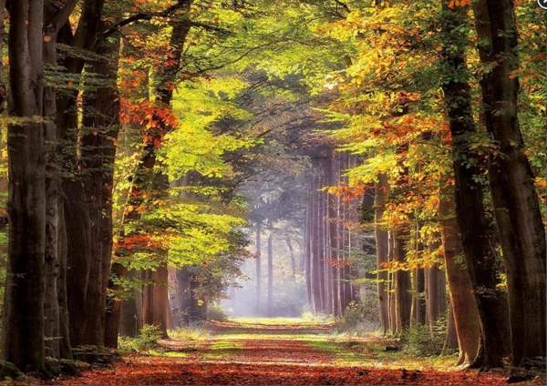 Puzzle Herbstweg durch den Wald