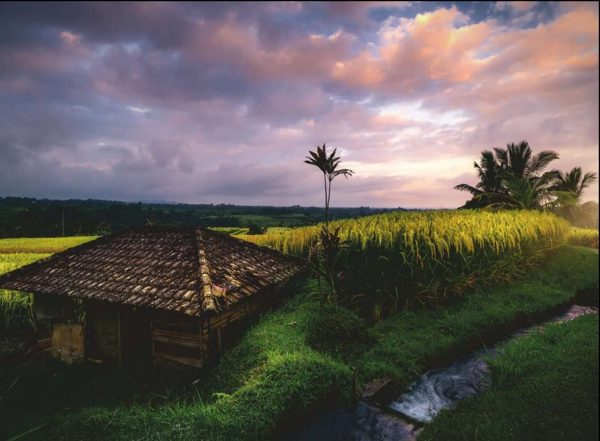 Puzzle Reisfelder im Norden von Bali